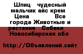 Шпиц - чудесный мальчик айс-крем › Цена ­ 20 000 - Все города Животные и растения » Собаки   . Новосибирская обл.